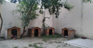 कुत्ते के खतरे से बचने के लिए इस सोसाइटी के लोगों ने किया ऐसा उपाय जिसे दुसरो को करना चाहिए