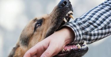ला रेसिडेंशिया में कुत्ते काटने पर मालिक को लगाया प्राधिकरण में दस हजार का जुर्माना