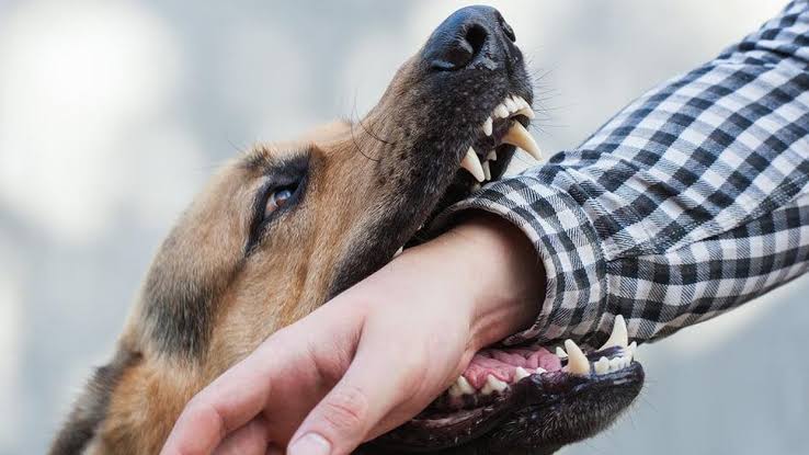 ला रेसिडेंशिया में कुत्ते काटने पर मालिक को लगाया प्राधिकरण में दस हजार का जुर्माना